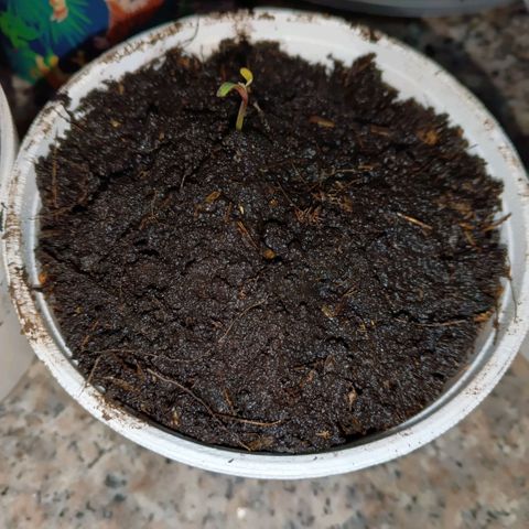 Segundo intento de germinación.  growlog timeline photo