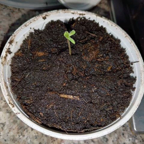Segundo intento de germinación.  growlog timeline photo
