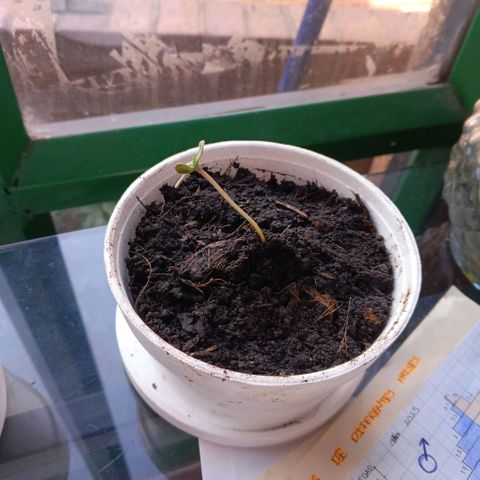 Segundo intento de germinación.  growlog timeline photo