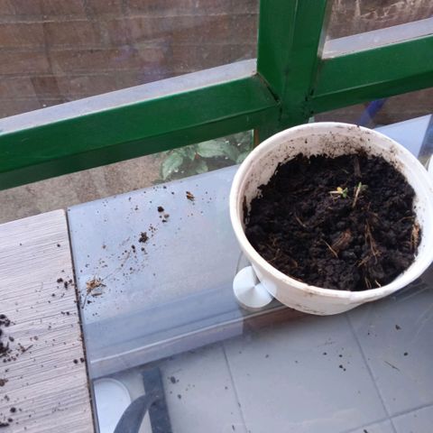 Segundo intento de germinación.  growlog timeline photo