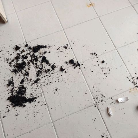 Segundo intento de germinación.  growlog timeline photo