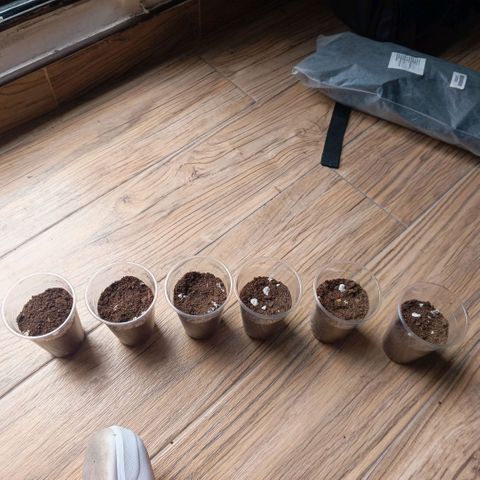 Genética desconocida growlog photo: Segunda capa de tierra y riego 