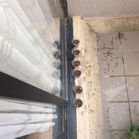 Genética desconocida growlog photo: Puesta al sol