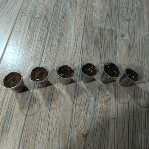 Genética desconocida growlog photo: Día 2 post siembra 