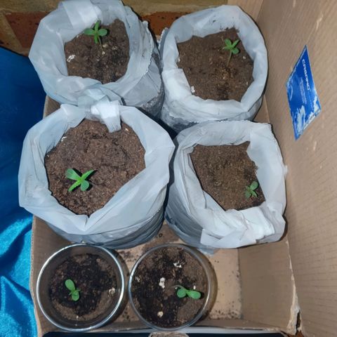 Genética desconocida growlog photo: Transplante y riego 