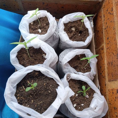 Genética desconocida growlog timeline photo