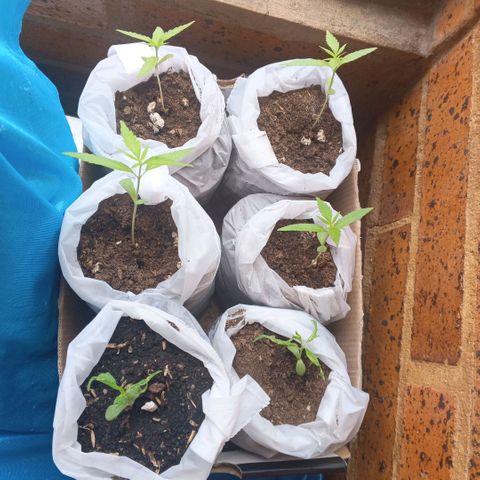 Genética desconocida growlog timeline photo