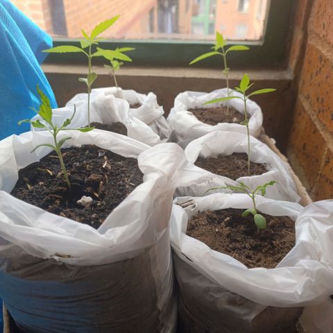 Genética desconocida growlog timeline photo