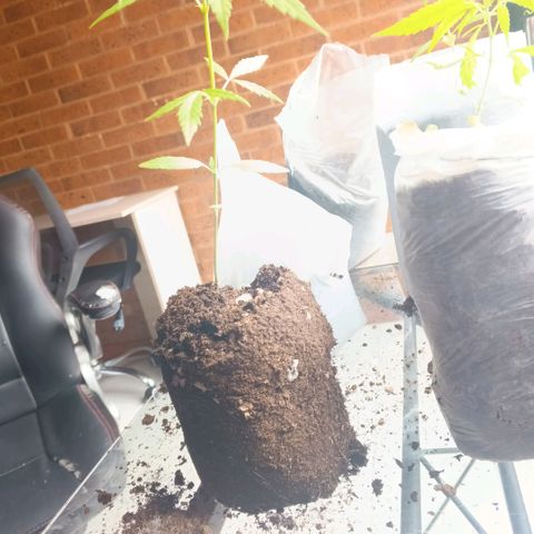 Genética desconocida growlog photo: Transplante y riego