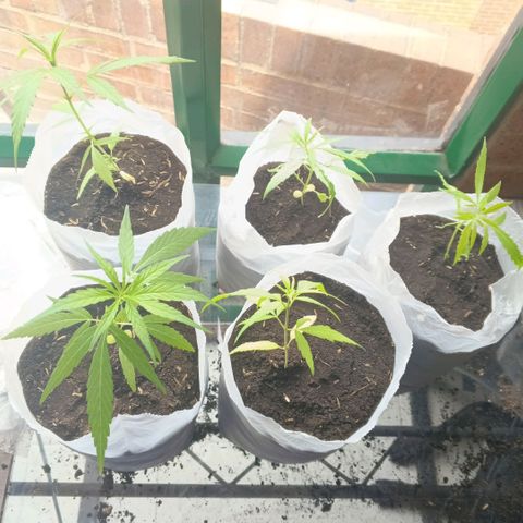 Genética desconocida growlog photo: Transplante y riego