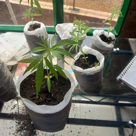 Genética desconocida growlog photo: Transplante y riego