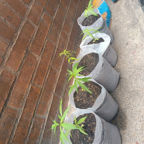 Genética desconocida growlog photo: Transplante y riego