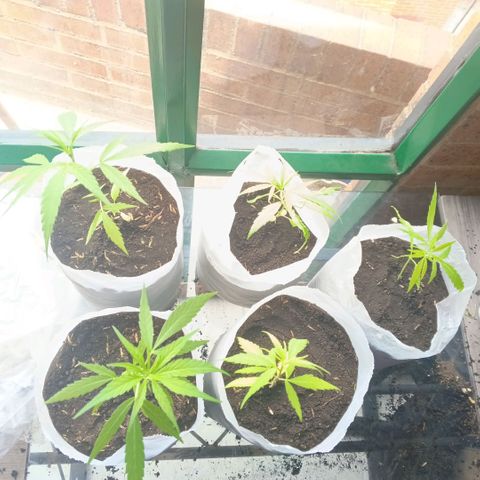 Genética desconocida growlog photo: Transplante y riego