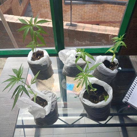 Genética desconocida growlog photo: Transplante y riego