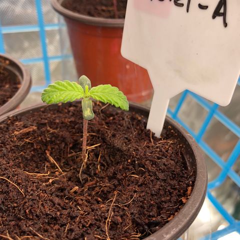 013121-A / Emerald “Jet Fuel” growlog timeline photo