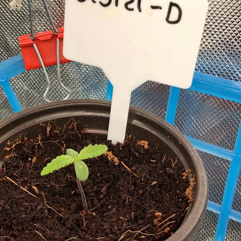 013121-D / “Jade Licorice” growlog timeline photo