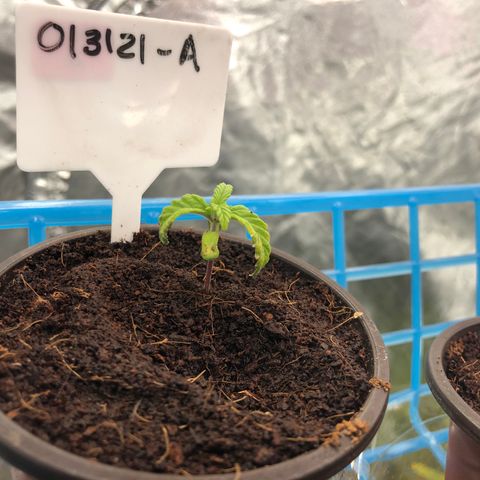 013121-A / Emerald “Jet Fuel” growlog photo: 8:30am
