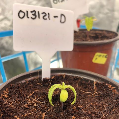 013121-D / “Jade Licorice” growlog photo: 8:30am