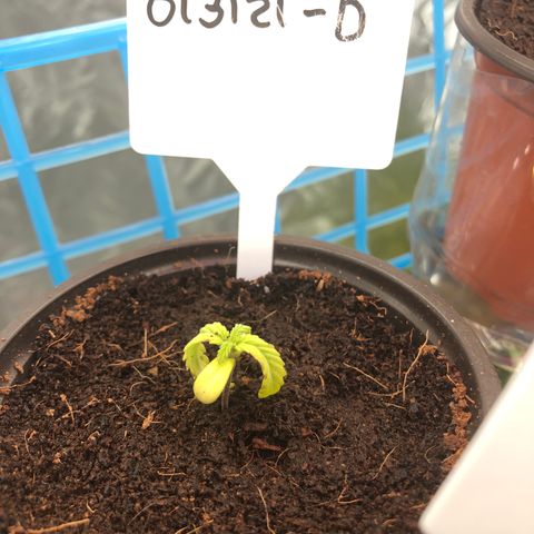 013121-D / “Jade Licorice” growlog photo: 1:30pm