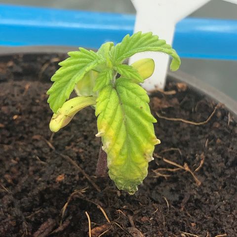 013121-A / Emerald “Jet Fuel” growlog photo: 1:30pm