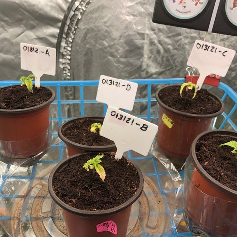 013121-D / “Jade Licorice” growlog photo: 4:30am
