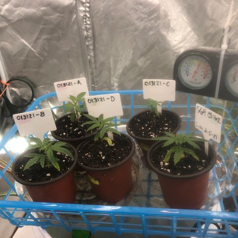 013121-D / “Jade Licorice” growlog photo: 3:48pm