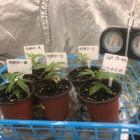 013121-D / “Jade Licorice” growlog photo: 11:41am
Everyone’s happy 😊 