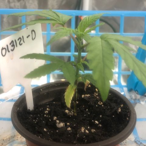 013121-D / “Jade Licorice” growlog photo: Topped 