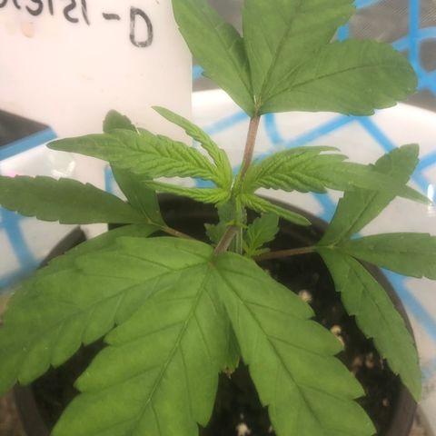 013121-D / “Jade Licorice” growlog photo: Topped 