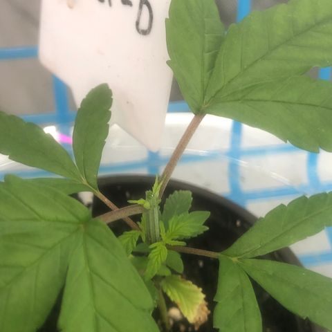013121-D / “Jade Licorice” growlog photo: Topped 