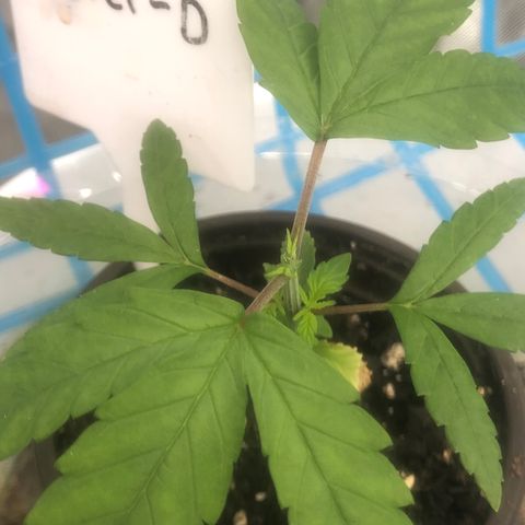 013121-D / “Jade Licorice” growlog photo: Topped 