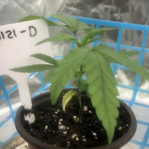 013121-D / “Jade Licorice” growlog photo: Topped 