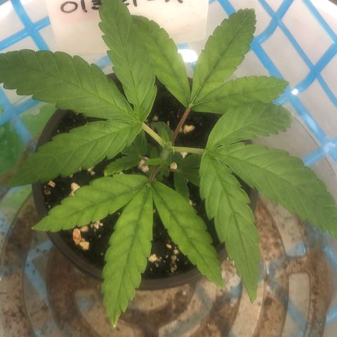 013121-A / Emerald “Jet Fuel” growlog photo: Topped 