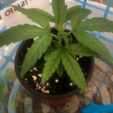013121-A / Emerald “Jet Fuel” growlog photo: Topped 