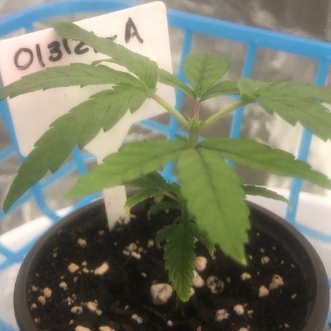 013121-A / Emerald “Jet Fuel” growlog photo: Topped 