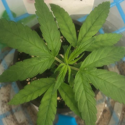 013121-A / Emerald “Jet Fuel” growlog photo: Topped 
