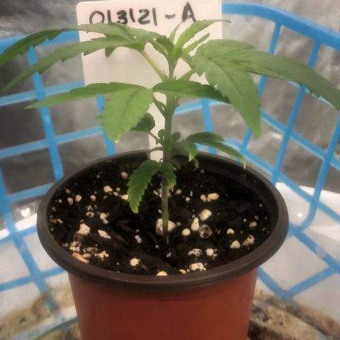 013121-A / Emerald “Jet Fuel” growlog photo: Topped 