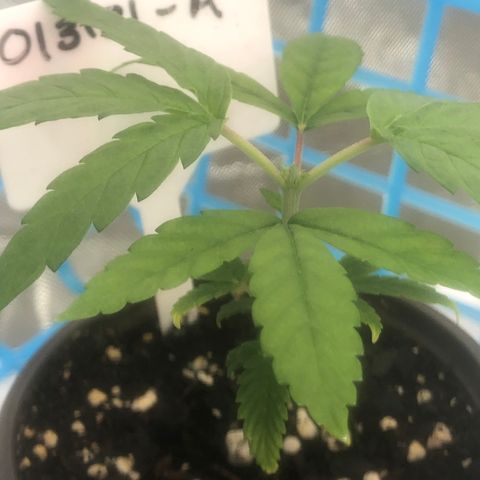 013121-A / Emerald “Jet Fuel” growlog photo: Topped 