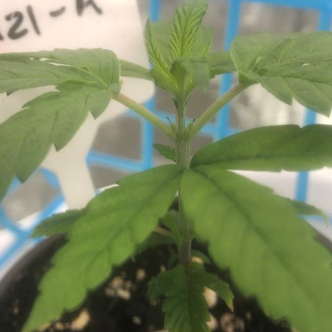 013121-A / Emerald “Jet Fuel” growlog photo: Topped 