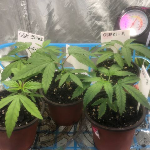 013121-D / “Jade Licorice” growlog photo: 9:30am
Didn’t top 013121-C yet.
So far,so good 👍🏼 I hope 🤞 