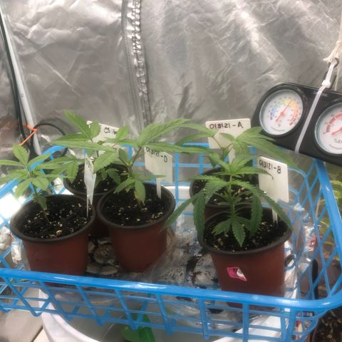 013121-D / “Jade Licorice” growlog photo: 4:25am