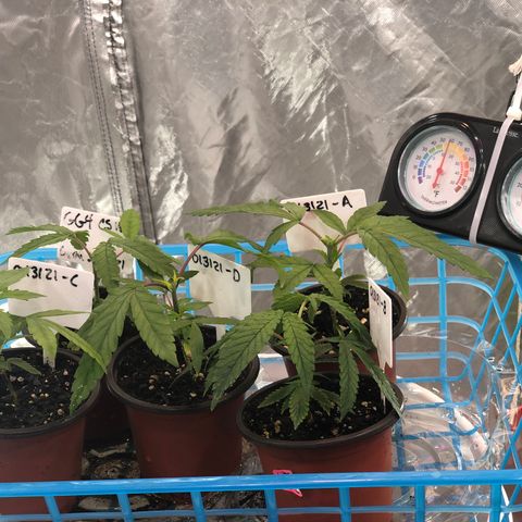 013121-D / “Jade Licorice” growlog photo: 2:00am