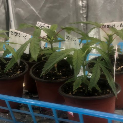 013121-D / “Jade Licorice” growlog photo: 2:00am
