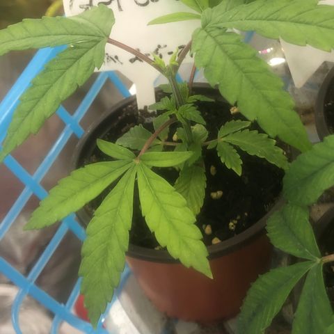 013121-D / “Jade Licorice” growlog photo: 10:00am
Everyone looks happy.
Still haven’t topped plant C yet.