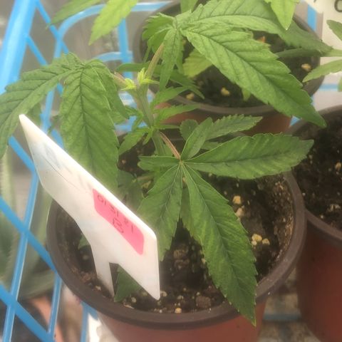 013121-D / “Jade Licorice” growlog photo: 10:00am
Everyone looks happy.
Still haven’t topped plant C yet.