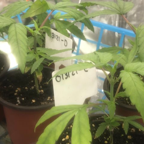 013121-D / “Jade Licorice” growlog photo: 10:00am
Everyone looks happy.
Still haven’t topped plant C yet.