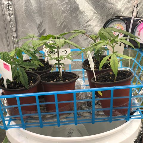 013121-D / “Jade Licorice” growlog photo: 10:00am
Everyone looks happy.
Still haven’t topped plant C yet.