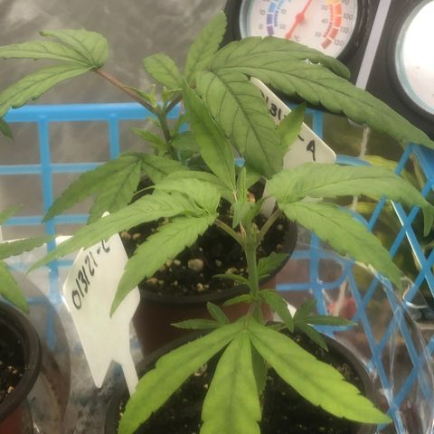 013121-D / “Jade Licorice” growlog photo: 10:00am
Everyone looks happy.
Still haven’t topped plant C yet.