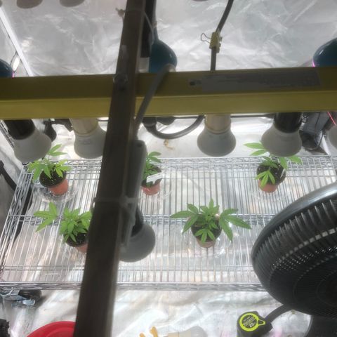 013121-D / “Jade Licorice” growlog photo: 11:05am
New shelf with lighting adjustability for plants growth 