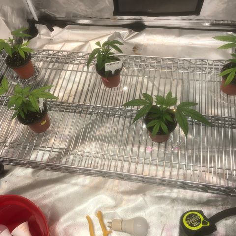 013121-D / “Jade Licorice” growlog photo: 11:05am
New shelf with lighting adjustability for plants growth 